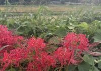 営業活動の中で出会った心に残る風景をご紹介します。