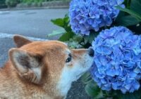 自己紹介　井上